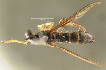 Media type: image;   Entomology 10036 Aspect: habitus dorsal view